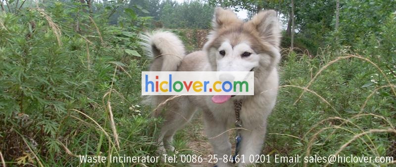 animal incinerator cost